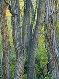 Narrowleaf Cottonwoods Along Hendry's Creek  Snake Rang  Humboldt National Forest  Nevada  Usa