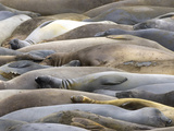 Northern Elephant Seals  Mirounga Angustirostris  San Simeon State Park  California  Usa