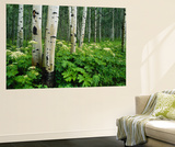 Cow Parsnip Growing in Aspen Grove  White River National Forest  Colorado  Usa