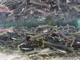 Underwater View of Spawning Salmon Near Kuliak Bay  Katmai National Park  Alaska  Usa