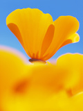 California Poppies  Eschscholzia Californica Californica  San Simeon State Park  California  Usa