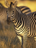 Linkwasha Camp  Burchell's Zebra (Equus Burchelli)  Hwange National Park  Zimbabwe