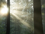 Pacific Temperate Rainforest  Stanley Park  British Columbia