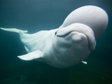 Captive Beluga Whale Swimming at the Mystic Aquarium  Mystic  Connecticut  Usa