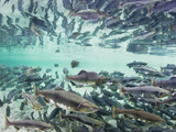 Spawning Chum and Red Salmon Near Kuliak Bay in Late Summer  Katmai National Park  Alaska  Usa