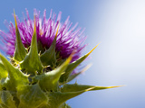 California Thistle  Cirsium Arvense  Lafayette Reservoir  Lafayette  California  Usa