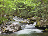 Mountain Stream  Great Smoky Mountains National Park  North Carolina  Usa