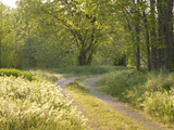 Springtime Path in the Countryside  Mantova/Mantua  Italy