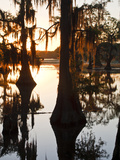 Caddo Lake at Sunrise  Marion Co  Texas  Usa