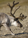 Reindeer (Rangifer Tarandus) Grazing on Tundra  Diskobukta Bay  Edgeoya Island  Svalbard  Norway