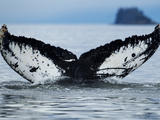 Humpback Whale Tail While Diving in Frederick Sound  Tongass National Forest  Alaska  Usa