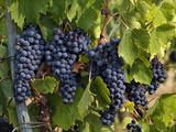 Lush Grapes Ready for Harvest in Vineyard  Near Pollzano  Chianti Region  Italy