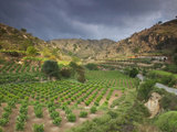 Vineyards in the White Mountains  Crete  Greece