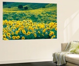 Arrowleaf Balsamroot in Bloom  Foothills of Bear River Range Above Cache Valley  Utah  Usa