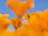 California Poppies  Eschscholzia Californica Californica  San Simeon State Park  California  Usa