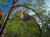 Cottonwoods and Red Arch Mountain in Early Spring  Zion National Park  Utah  Usa