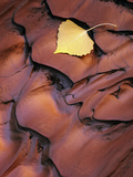 Fallen Cottonwood Leaf Rippled by Flood Water  Muddy Creek Blm Wilderness  Utah  Usa
