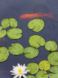 Flower and Gold Fish in Lily Pond in the Chinese Garden  Suzhou  Jiangsu Province  China