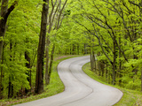 Curvy Roadway under Spring Green Canopy at Brown County State Park in Indiana  Usa