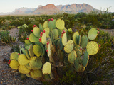 Chisos Mountains and Prickly Pear Cactus  Big Bend National Park  Brewster Co  Texas  Usa