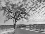 Vineyards in Winter  Napa  Napa Valley Wine Country  Northern California  Usa