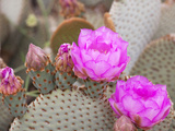 Flowering Beavertail Cactus  Joshua Tree National Park  California  Usa