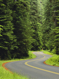 Road Trough Old Growth Forest  Olympic National Park  Washington  Usa