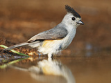 Black-Crested Titmouse (Baeolophus Atricristatus) Bathing  Starr Co  Texas  Usa