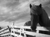 Icelandic Horses in Windswept Pasture Near Gullfoss Waterfall on Summer Morning  Iceland