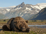 Grizzly Bear Resting on Tidal Flats Along Kukak Bay  Katmai National Park  Alaska  Usa