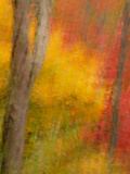 Abstract of Autumn Forest Scene  New York  Usa