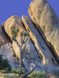 Granite Rock Formation and Joshua Tree  Joshua Tree National Park  California  Usa