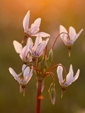 Shooting Star Wildflowers Carpet the Tall Grass Prairie Remnant  Weston  Illinois  Usa