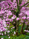 Cherry Blossom Tree in Spring Bloom  Wilmington  Delaware  Usa