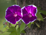 Morning Glories  Sochi  Russia