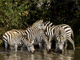 Five Burchell's Zebras Drinking in River  Near Seronera  Serengeti National Park  Tanzania
