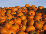 Wagon Laod of Ripe Pumpkins in the Flathead Valley Near Kalispell  Montana  Usa