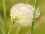 Prairie Smoke  Okanagan Valley  British Columbia  Canada