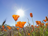 Poppies with Sun and Blue Sky  Antelope Valley Near Lancaster  California  Usa