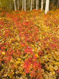 Colorful Aspen Leaves and White Aspen Tree Trunks in Autumn