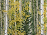 A Grove of Aspen and White Birch Trees