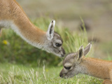 Curious Guanaco  Lama Guanicoe  Calves Interacting on Grassy Slope