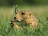 A Prairie Dog Eats Grass in Devils Tower National Monument