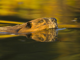 Young Beaver Swimming in Tundra Pond Behind Beaver Dam