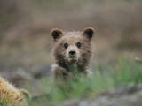 A Grizzly Bear (Ursus Arctos Horribilis) Cub Stares at the Camera