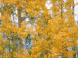 Aspen Trees