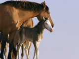 A Wild Mustang (Equus Caballus) Mare and Her Foal