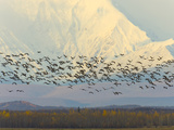Migrating Sandhill Cranes  Grus Canadensis  and Snowy Alaska Range