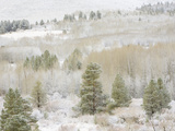 Aspen Trees with Snowy Branches after First Snow in the Sierra Nevada