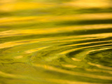 Green and Golden Reflections in Pond with Ripples Created by Animals